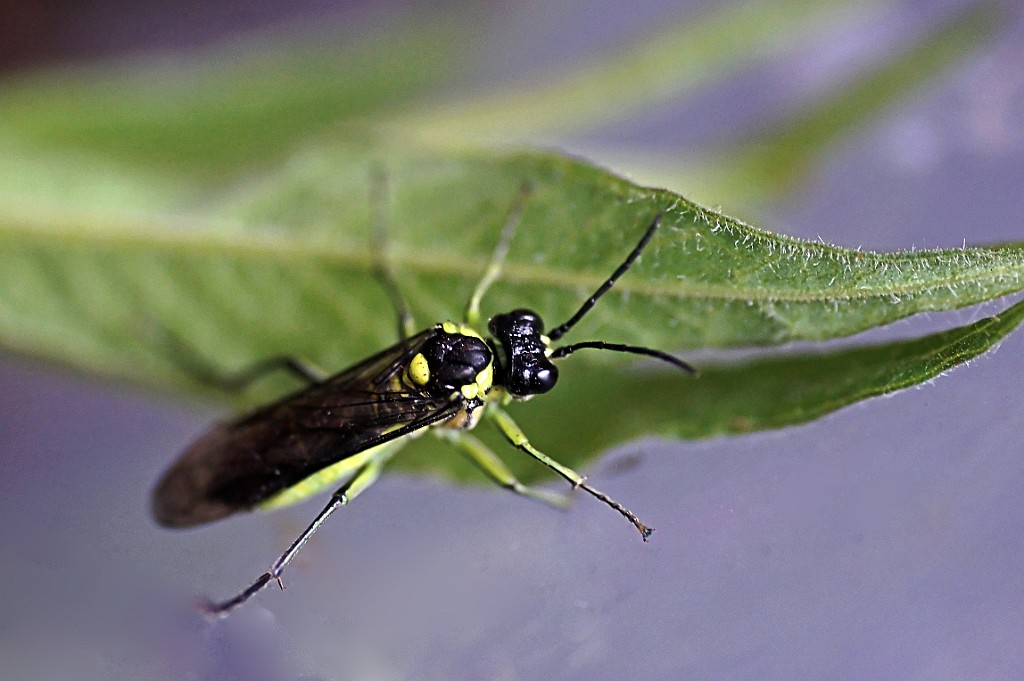 Bladwesp [6687].jpg - Bladwesp [Tenthredo arcuata]